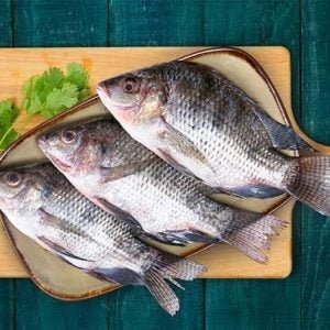 Tilapia river fish Indore