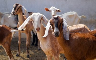 The Ethical Livestock Farming