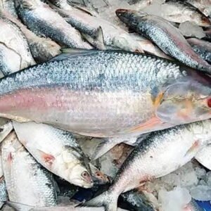 bangladesh-hilsa